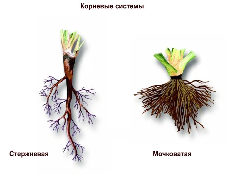 Что значит корневая система. Мочковатая корневая система. Корневая и мочковатая корневая система. Стержневая и мочковатая корневая система. Стержневой корень и мочковатый корень.