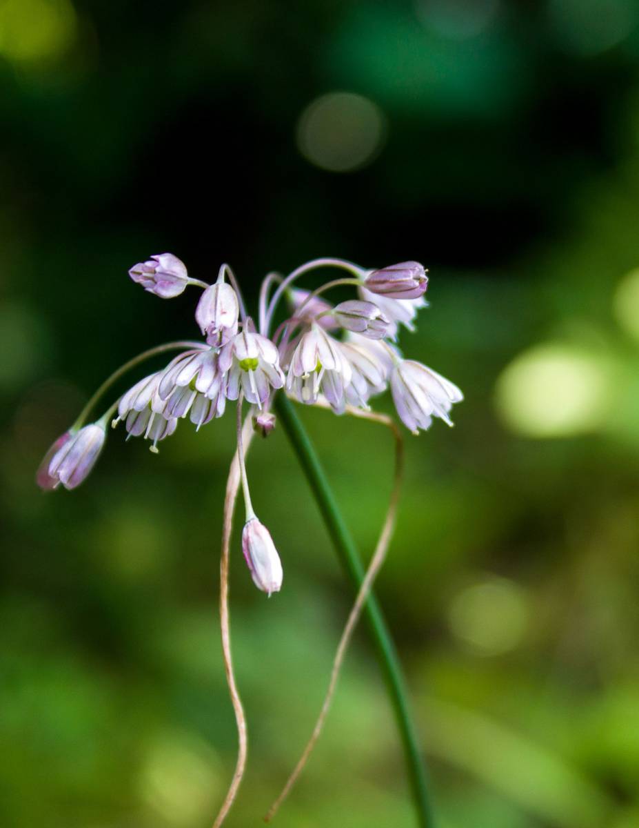 Allium wallichianum