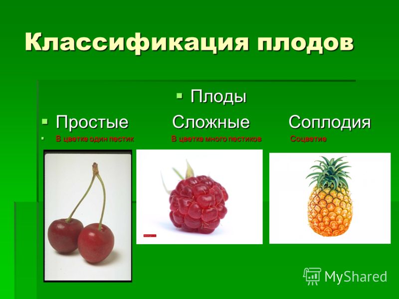 Что называют плодом. Плоды, классификация плодов 6 кл биология. Простые и сложные плоды. Классификация плодов простые и сложные соплодие. Плоды простые сложные соплодие.
